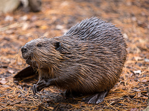 Beaver Removal Service Indianapolis