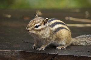 Chipmunk Removal Service Indianapolis