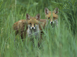 Fox Removal Service Indianapolis