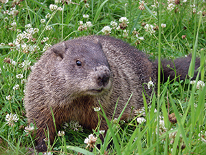 Groundhog Removal Service Indianapolis