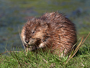 Muskrat Removal Service Indianapolis