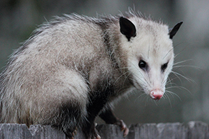 Opossum Removal Service Indianapolis