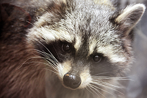 Raccoon Removal Service Indianapolis