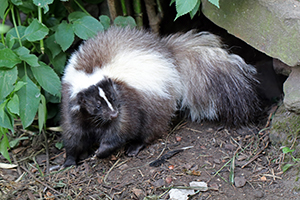 Skunk Removal Service Indianapolis