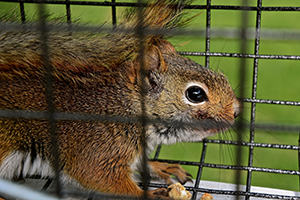 Squirrel Removal Service Indianapolis
