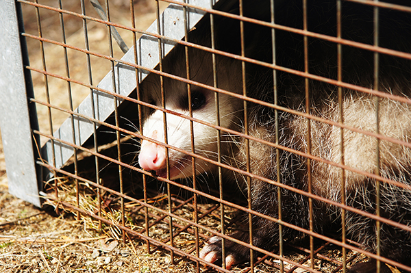 Wildlife Removal Company Indianapolis IN